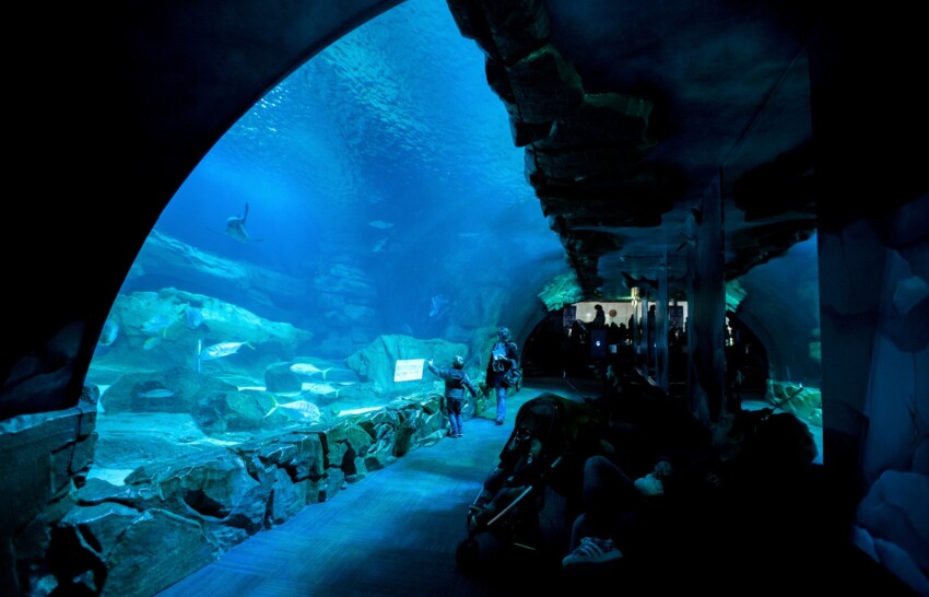 paris-aquarium