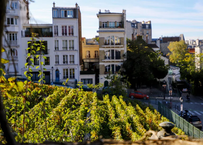 surprising-vineyards-Paris